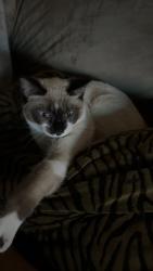Lost Male Cat last seen Rocky ridge park, Aurora, CO 80017
