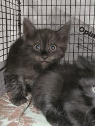 Shelter Stray Male Cat last seen , West Valley Animal Shelter, 20655 Plummer St, Chatsworth, CA 91311, USA