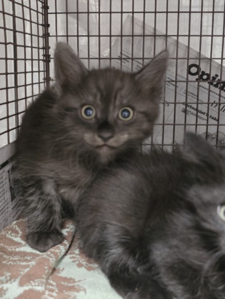 Shelter Stray Male Cat last seen , West Valley Animal Shelter, 20655 Plummer St, Chatsworth, CA 91311, USA