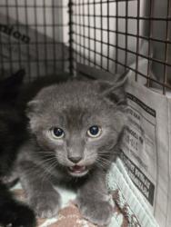 Shelter Stray Male Cat last seen , West Valley Animal Shelter, 20655 Plummer St, Chatsworth, CA 91311, USA