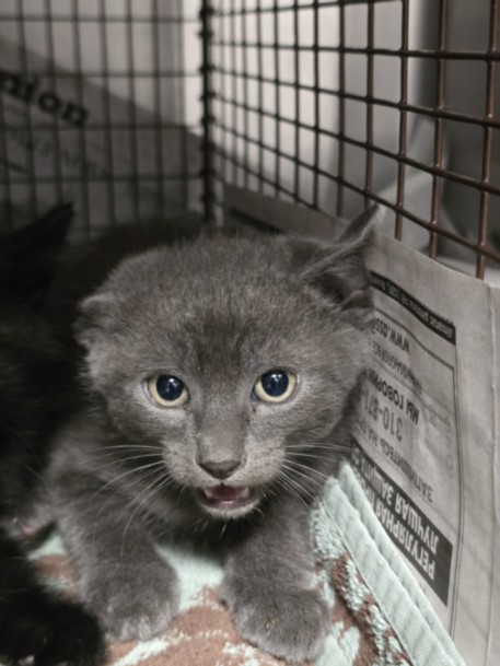 Shelter Stray Male Cat last seen , West Valley Animal Shelter, 20655 Plummer St, Chatsworth, CA 91311, USA