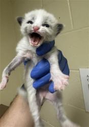 Shelter Stray Female Cat last seen AZEVEDO DR & ATRISCO CIR, 2127 Front St, Sacramento, CA 95818, USA