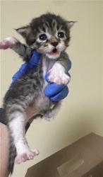 Shelter Stray Male Cat last seen AZEVEDO DR & ATRISCO CIR, 2127 Front St, Sacramento, CA 95818, USA