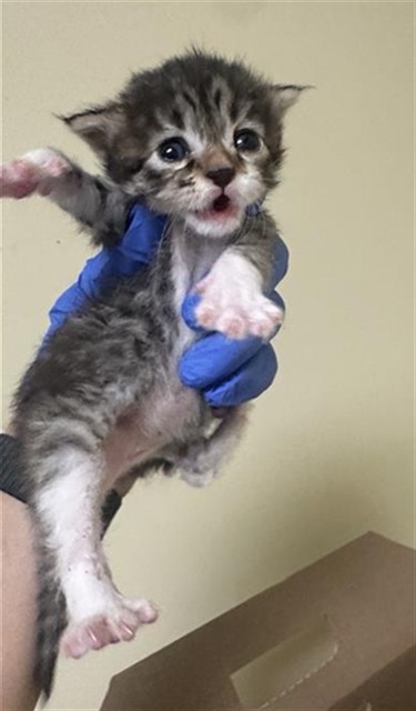 Shelter Stray Male Cat last seen AZEVEDO DR & ATRISCO CIR, 2127 Front St, Sacramento, CA 95818, USA