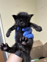 Shelter Stray Male Cat last seen J ST & 21ST ST, 2127 Front St, Sacramento, CA 95818, USA