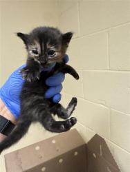 Shelter Stray Female Cat last seen J ST & 21ST ST, 2127 Front St, Sacramento, CA 95818, USA
