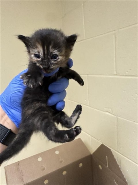 Shelter Stray Female Cat last seen J ST & 21ST ST, 2127 Front St, Sacramento, CA 95818, USA