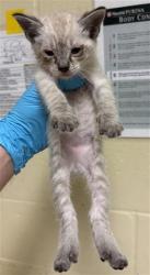 Shelter Stray Male Cat last seen FLORIN PERKINS RD & 21ST AVE, 2127 Front St, Sacramento, CA 95818, USA