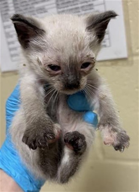 Shelter Stray Female Cat last seen FLORIN PERKINS RD & 21ST AVE, 2127 Front St, Sacramento, CA 95818, USA