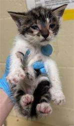 Shelter Stray Male Cat last seen FLORIN PERKINS RD & 21ST AVE, 2127 Front St, Sacramento, CA 95818, USA