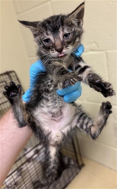 Shelter Stray Male Cat last seen FLORIN PERKINS RD & 21ST AVE, 2127 Front St, Sacramento, CA 95818, USA