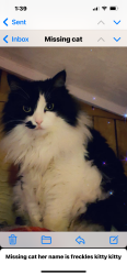 Lost Female Cat last seen Ponderosa, Bend, OR 97702