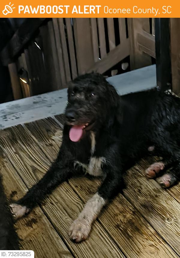 Found/Stray Unknown Dog last seen Shiloh rd/ airport, Oconee County, SC 29678