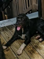 Found/Stray Unknown Dog last seen Shiloh rd/ airport, Oconee County, SC 29678