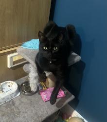 Reunited Male Cat last seen The Travellers Rest Highmoor, High Moor, England 