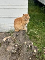 Lost Unknown Cat last seen 10th & Molino, Anaheim & Molino, Napo’s Auto Repair, Long Beach, CA 90804