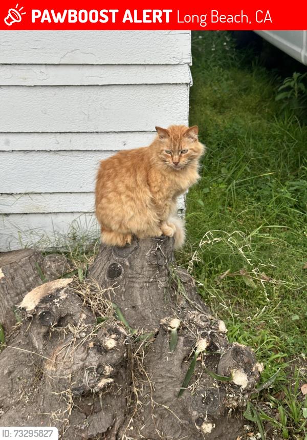 Lost Unknown Cat last seen 10th & Molino, Anaheim & Molino, Napo’s Auto Repair, Long Beach, CA 90804