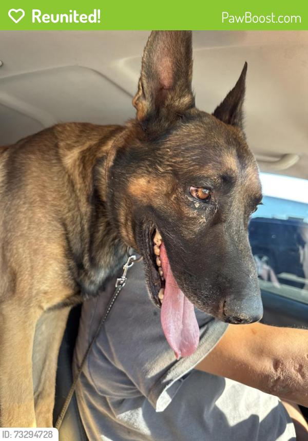 Reunited Male Dog last seen 83rd ave and Thomas, Phoenix, AZ 85353