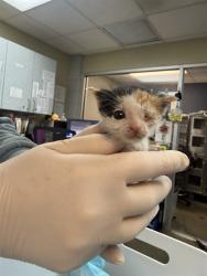 Shelter Stray Female Cat last seen LINWOOD AVE, 2020 Forest St, Jacksonville, FL 32204, USA
