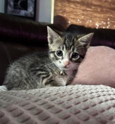 Shelter Stray Male Cat last seen CATOMA STREET, 2020 Forest St, Jacksonville, FL 32204, USA