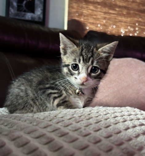 Shelter Stray Male Cat last seen CATOMA STREET, 2020 Forest St, Jacksonville, FL 32204, USA