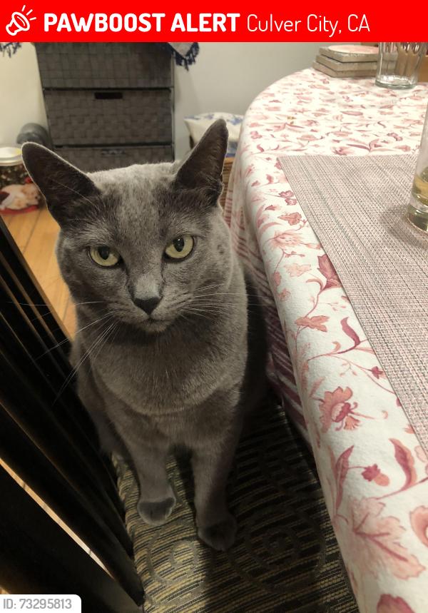 Lost Female Cat last seen Near Pickford Way and Cota off of Jefferson, Culver City, CA 90230