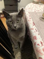 Lost Female Cat last seen Near Pickford Way and Cota off of Jefferson, Culver City, CA 90230