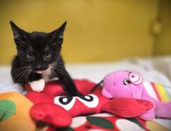 Shelter Stray Male Cat last seen , 3201 Lacy St, Los Angeles, CA 90031, USA