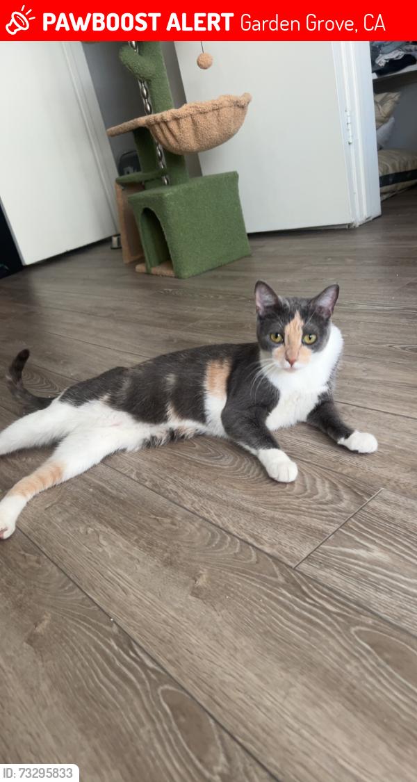 Lost Female Cat last seen blanche or alwood, Garden Grove, CA 92841