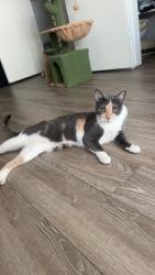 Lost Female Cat last seen blanche or alwood, Garden Grove, CA 92841