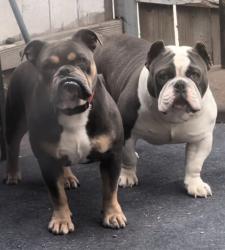 Lost Male Dog last seen Cerritos and Harding, Long Beach, CA 90805