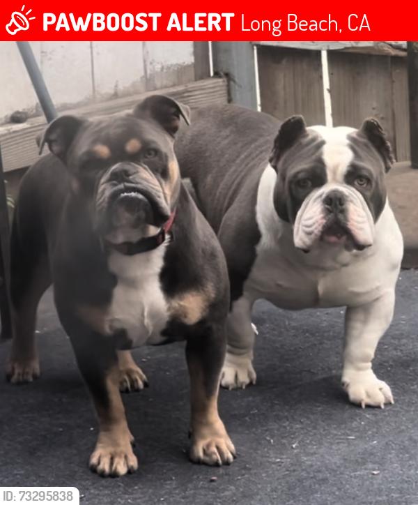 Lost Male Dog last seen Cerritos and Harding, Long Beach, CA 90805