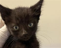 Shelter Stray Male Cat last seen Near BLOCK S VINELAND RD, BAKERSFIELD CA 93307, 3951 Fruitvale Ave, Bakersfield, CA 93308, USA