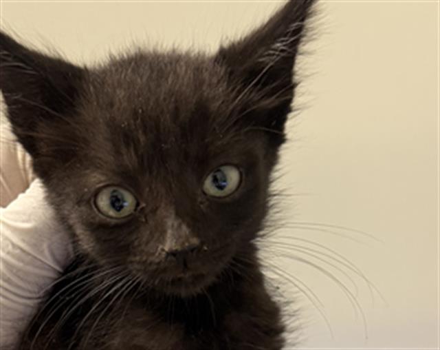 Shelter Stray Male Cat last seen Near BLOCK S VINELAND RD, BAKERSFIELD CA 93307, 3951 Fruitvale Ave, Bakersfield, CA 93308, USA