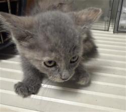 Shelter Stray Female Cat last seen Near BLOCK S VINELAND RD, BAKERSFIELD CA 93307, 3951 Fruitvale Ave, Bakersfield, CA 93308, USA