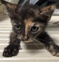 Shelter Stray Female Cat last seen Near BLOCK S VINELAND RD, BAKERSFIELD CA 93307, 3951 Fruitvale Ave, Bakersfield, CA 93308, USA