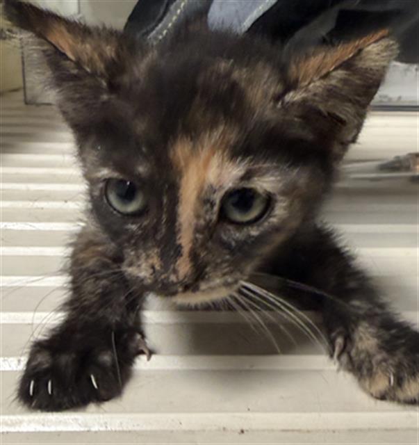 Shelter Stray Female Cat last seen Near BLOCK S VINELAND RD, BAKERSFIELD CA 93307, 3951 Fruitvale Ave, Bakersfield, CA 93308, USA