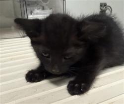 Shelter Stray Male Cat last seen Near BLOCK S VINELAND RD, BAKERSFIELD CA 93307, 3951 Fruitvale Ave, Bakersfield, CA 93308, USA