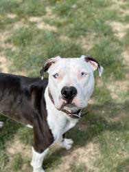 Reunited Female Dog last seen Brighten rd and 104th (Counter Dr), Adams County, CO 80640