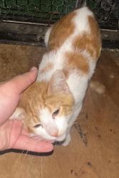 Reunited Male Cat last seen Near Long Beach Blvd, Long Beach, CA 90805, USA, Long Beach, CA 90805
