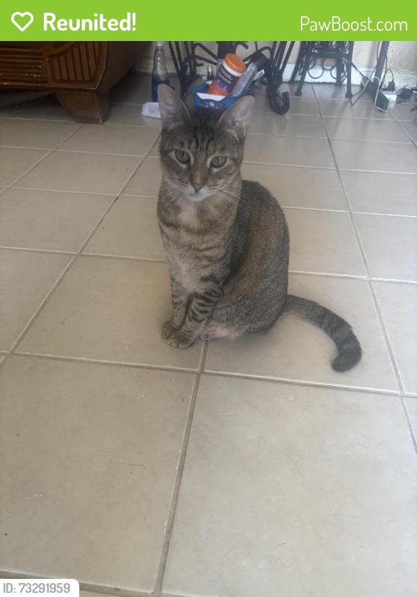 Reunited Female Cat last seen Bellair, Kyle, TX 78640