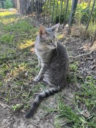 Reunited Unknown Cat last seen Off Missouri Research Drive, Weldon Spring Heights, MO 63304