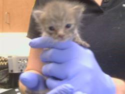 Shelter Stray Male Cat last seen HAZELNUT LN/RED BUD LN, 95828, 3839 Bradshaw Rd, Sacramento, CA 95827, USA