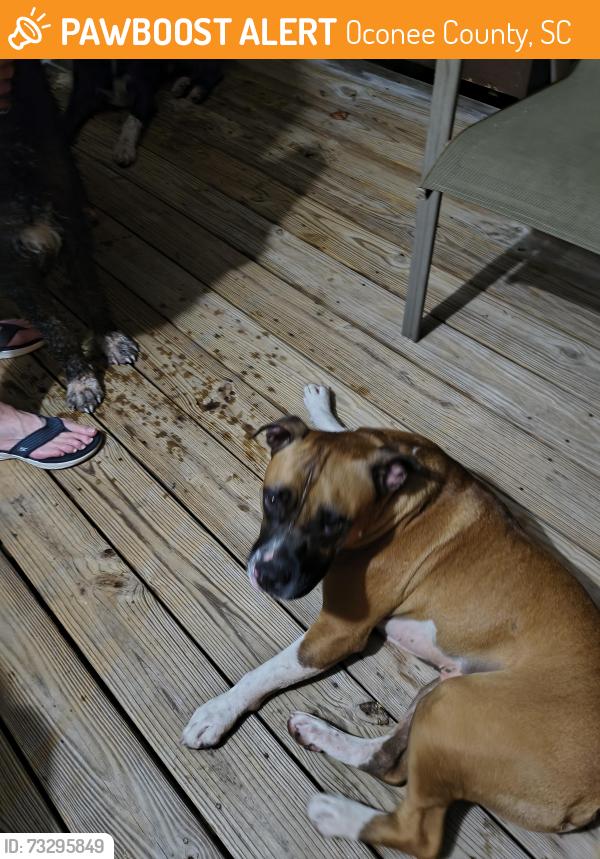 Found/Stray Male Dog last seen Shiloh road, Oconee County, SC 29678