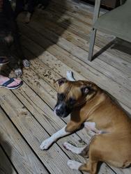 Found/Stray Male Dog last seen Shiloh road, Oconee County, SC 29678
