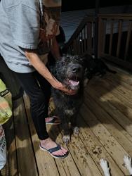 Found/Stray Male Dog last seen Shiloh, Oconee County, SC 29678