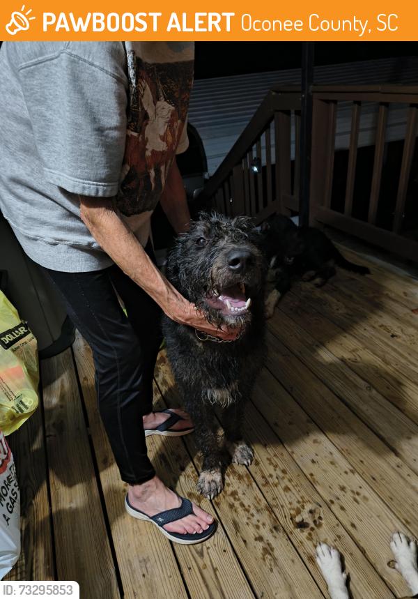 Found/Stray Male Dog last seen Shiloh, Oconee County, SC 29678