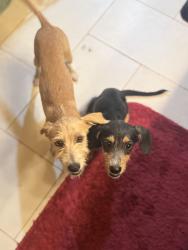 Found/Stray Female Dog last seen EW 113 rd, NS 3620 rd, E 114 rd, Seminole, OK 74868