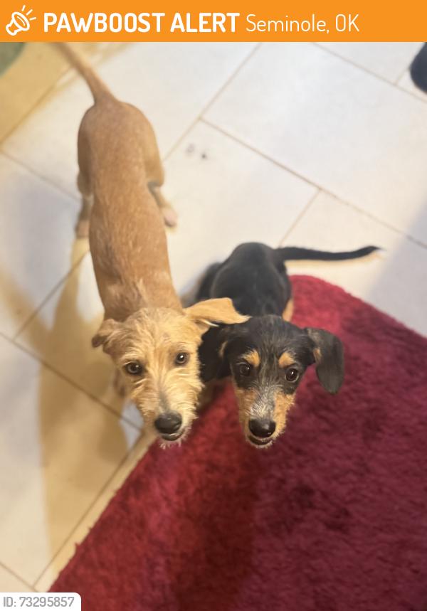 Found/Stray Female Dog last seen EW 113 rd, NS 3620 rd, E 114 rd, Seminole, OK 74868