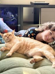 Reunited Male Cat last seen Sherman Way and Van Nuys, Los Angeles, CA 91405